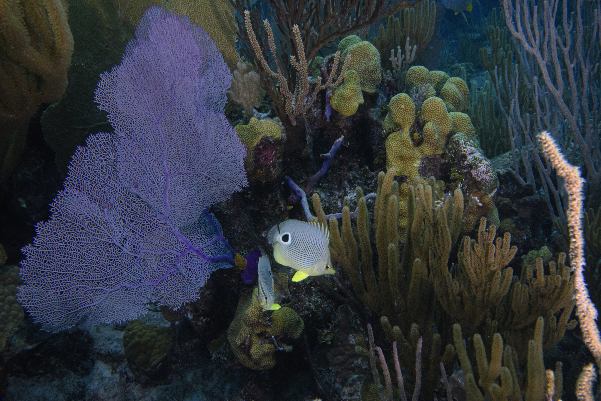 4 Eyed Butterfly Fish